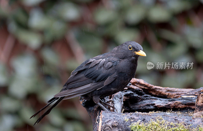 栖息在树枝上的黑鸟(Turdus merula)